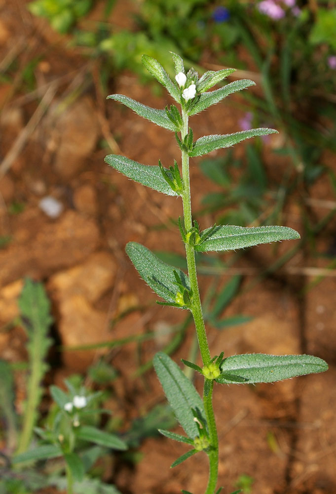 Buglossoides arvensis / Erba-perla minore